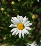 Leucanthemum maximum. Соцветие с кормящейся мухой-журчалкой (Syritta). Восточный Казахстан, г. Усть-Каменогорск, в культуре. 31.05.2017.