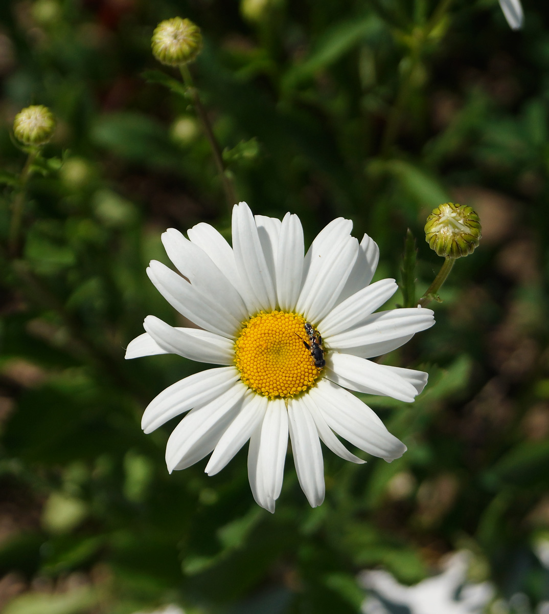 Image of Leucanthemum maximum specimen.