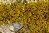 Abietinella abietina