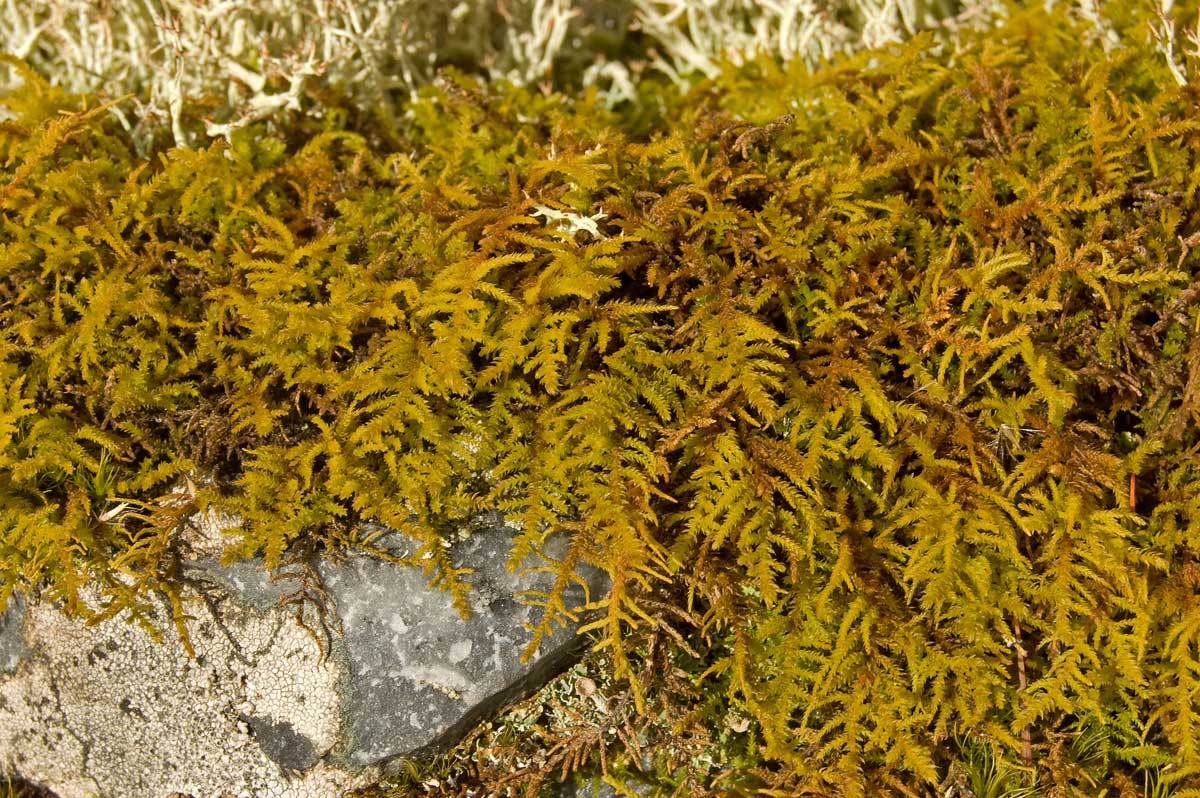 Image of Abietinella abietina specimen.