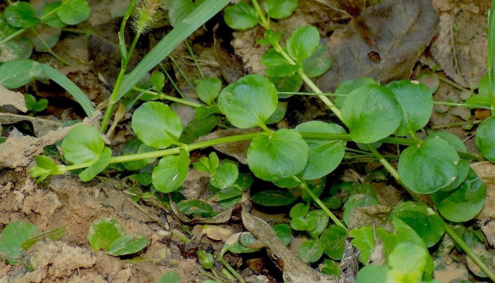 Image of Lysimachia nummularia specimen.