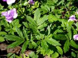 Cardamine quinquefolia. Прикорневые листья цветущего растения. Чувашия, г. Шумерля, городской парк. 24 апреля 2008 г.