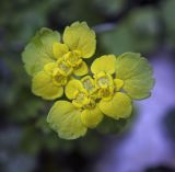 Chrysosplenium alternifolium. Верхушка цветущего растения. Пермский край, г. Пермь, Кировский р-н, сырой луг вдоль смешанного леса. 20.05.2017.