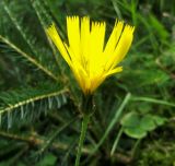 Hieracium silenii