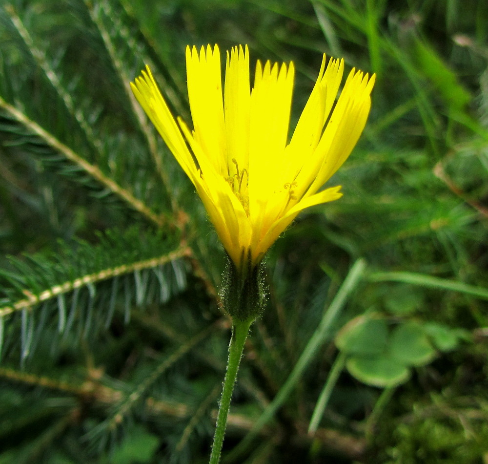 Изображение особи Hieracium silenii.