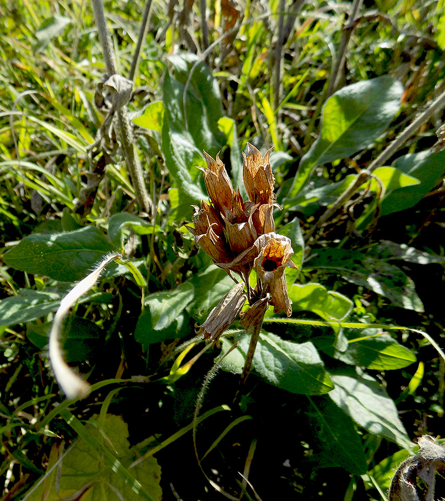 Image of Primula ruprechtii specimen.