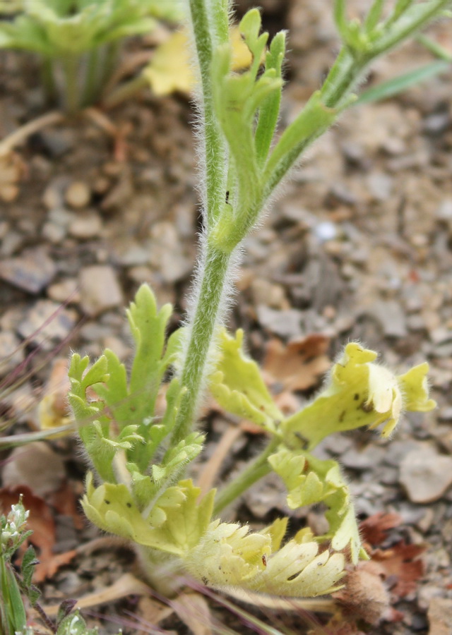 Изображение особи Ranunculus oxyspermus.