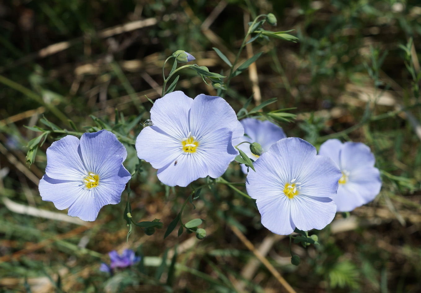 Изображение особи Linum komarovii.