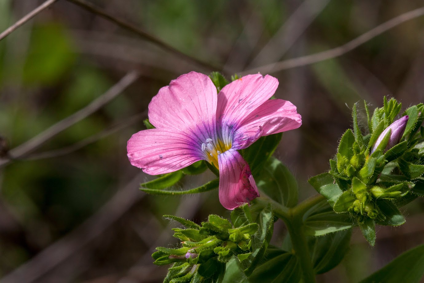 Image of Linum pubescens specimen.