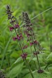 Stachys sylvatica. Верхушки цветущих побегов. Костромская обл., Судиславский р-н, окр. ст. Меза, опушка леса. 04.07.2017.