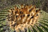 Echinocactus platyacanthus