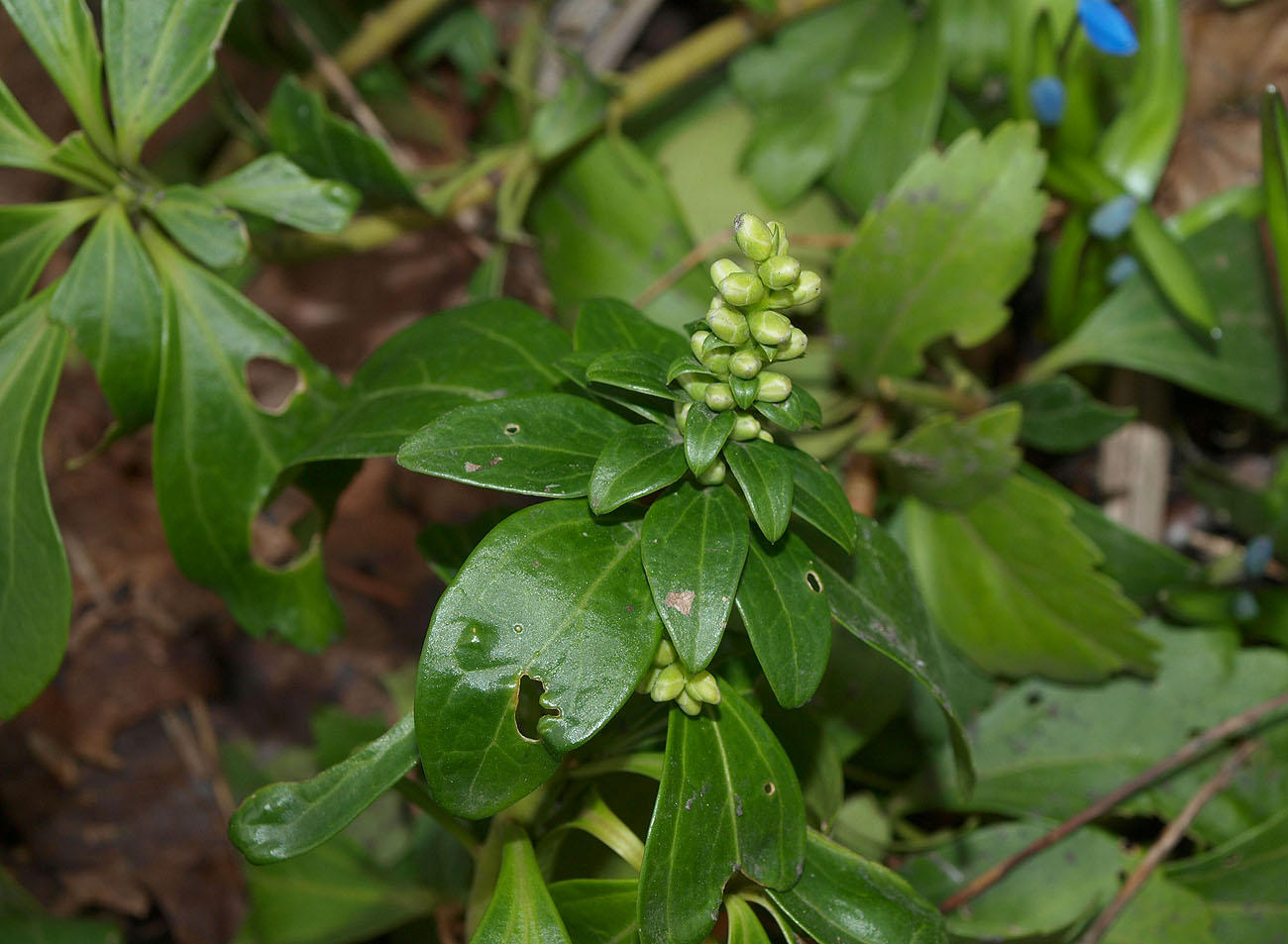 Image of Pachysandra terminalis specimen.