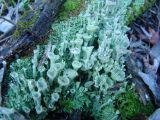 genus Cladonia