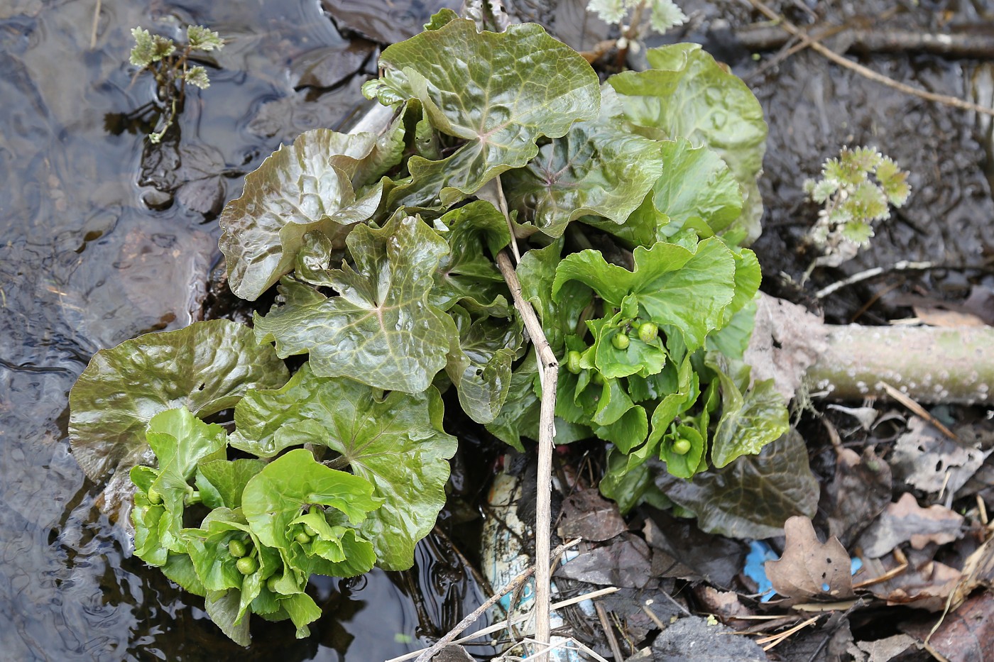 Изображение особи Caltha palustris.