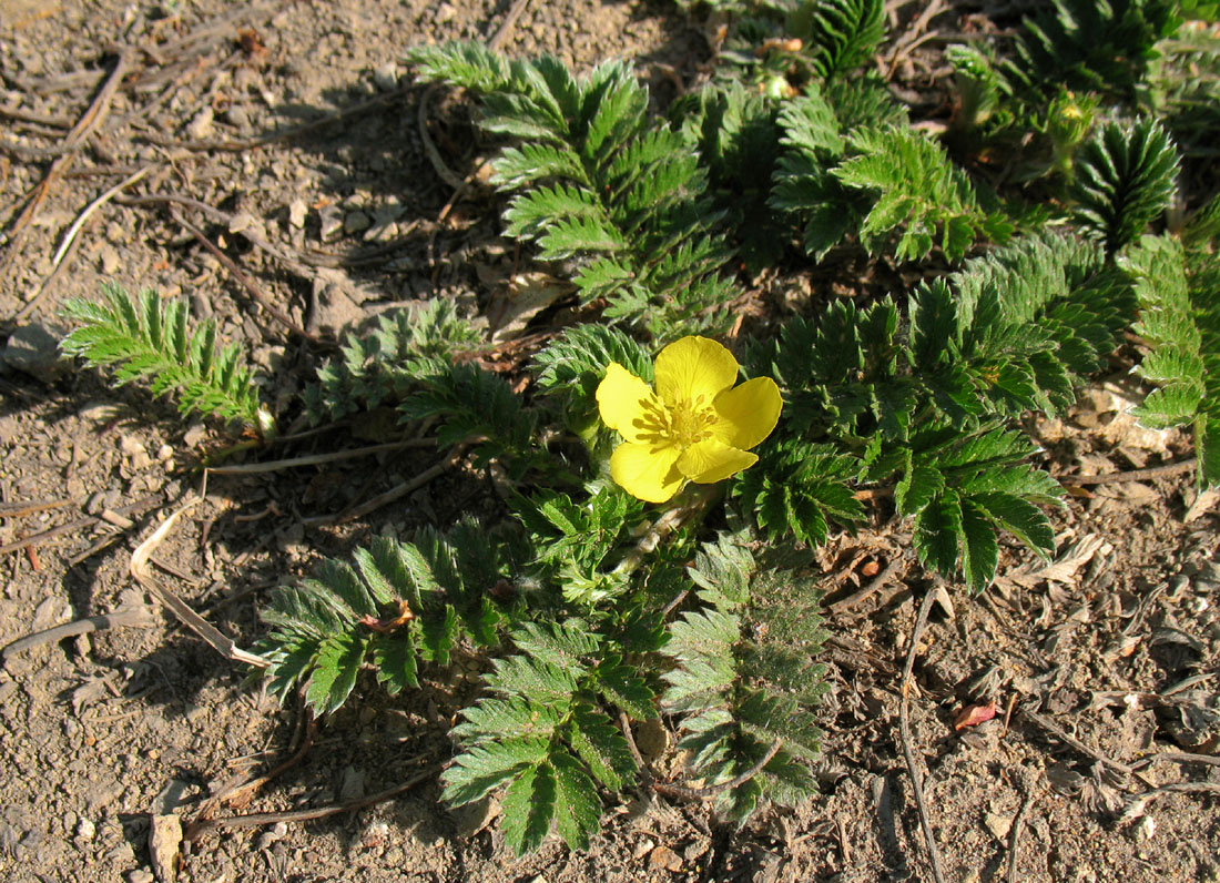 Image of Potentilla anserina specimen.