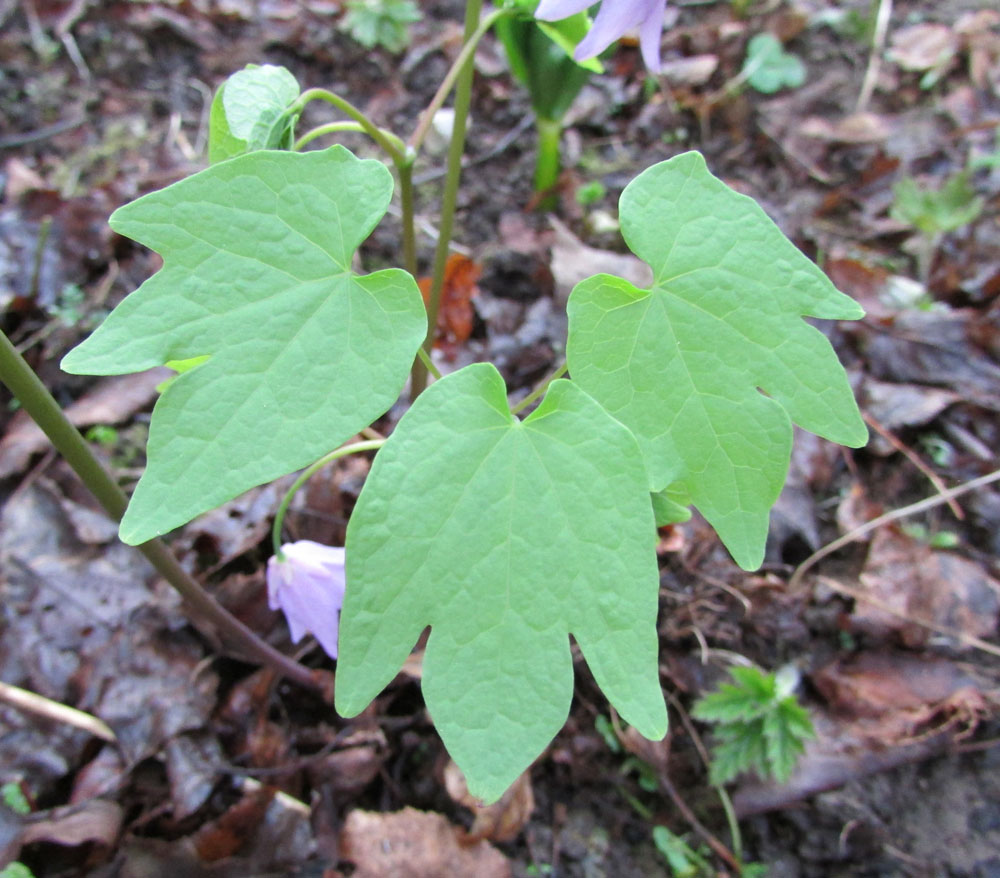 Image of Ranzania japonica specimen.