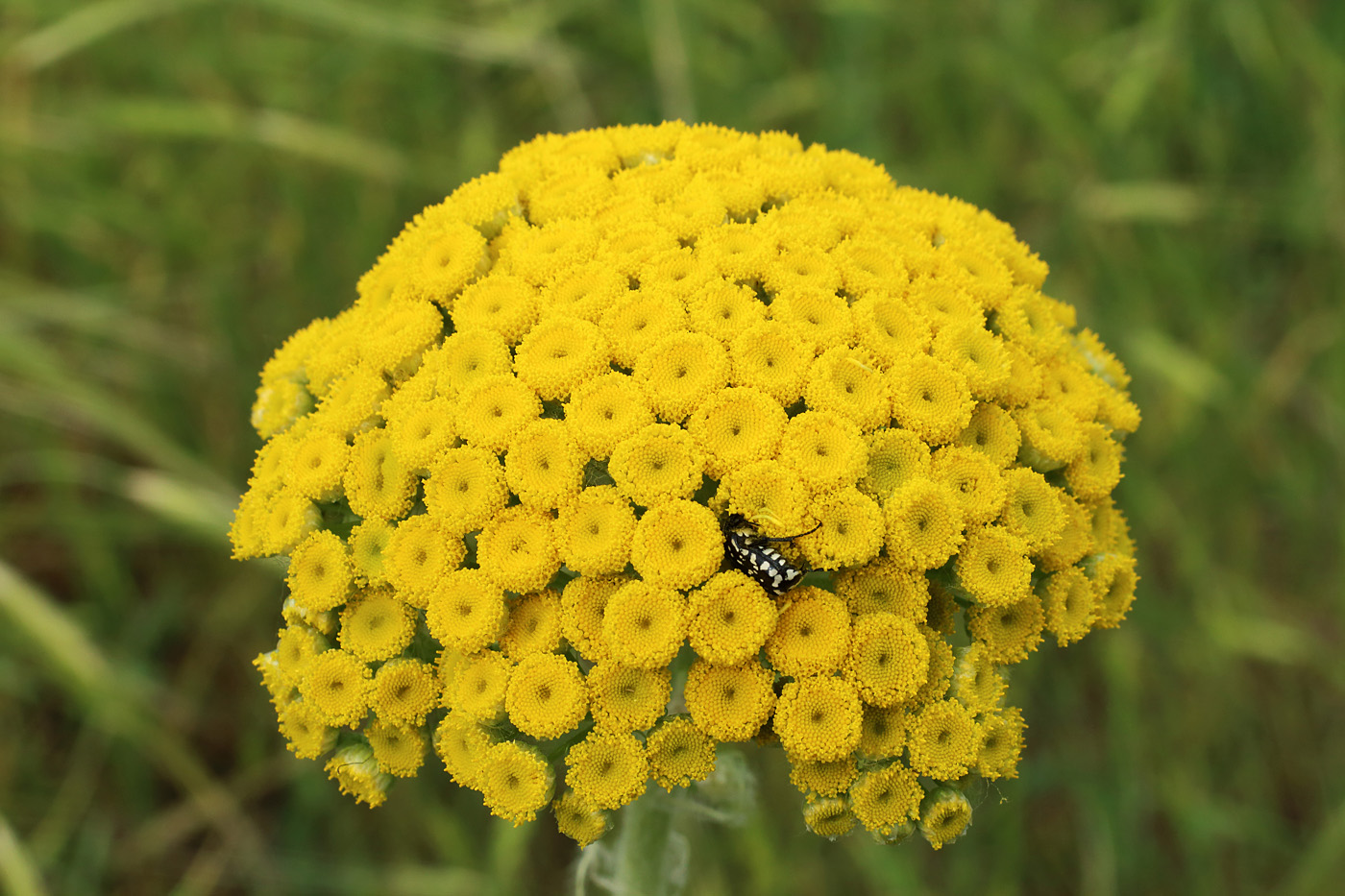 Image of Pseudohandelia umbellifera specimen.