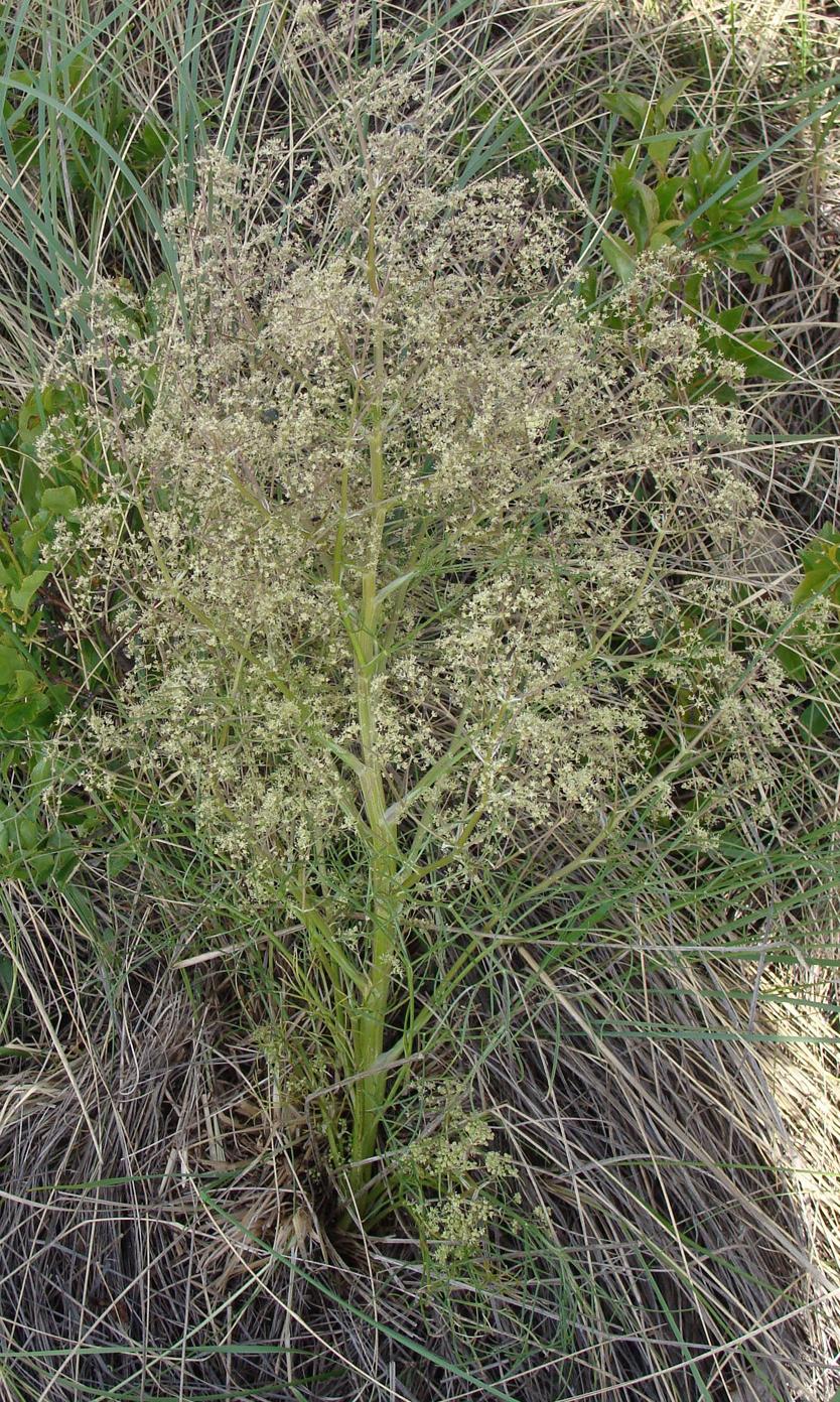 Image of Trinia multicaulis specimen.