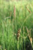 Carex panicea. Верхушка побега с мужским соцветием (вверху) и соплодием. Горный Крым, Долгоруковская яйла, \"Долгоруковское болото\". 10.06.2018.