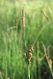 Carex panicea