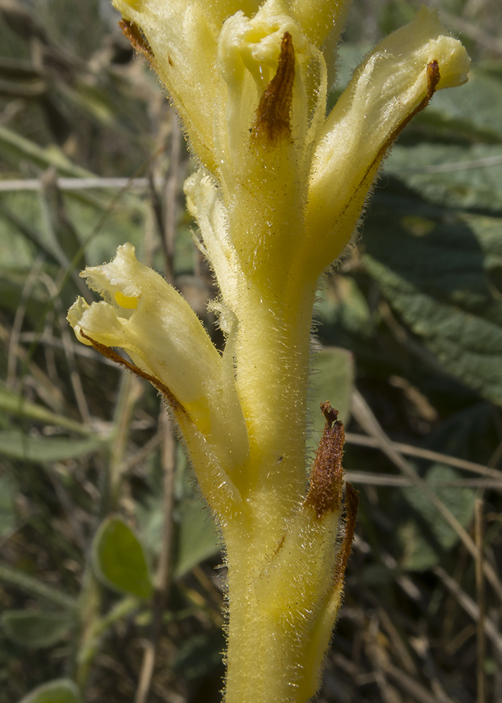 Image of Orobanche centaurina specimen.