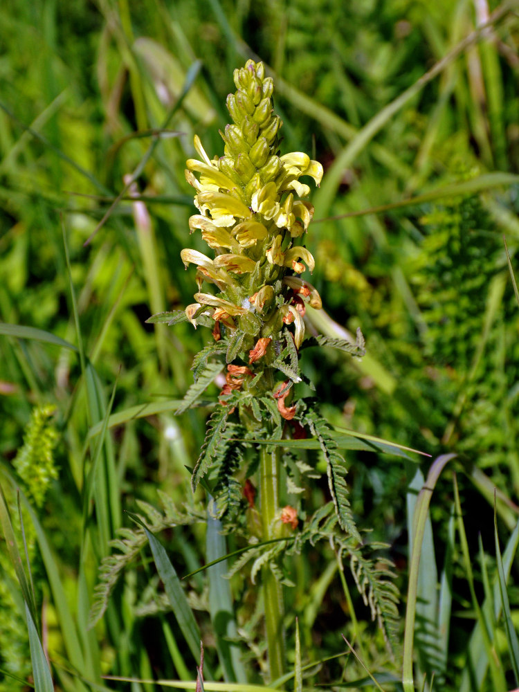 Image of Pedicularis kaufmannii specimen.