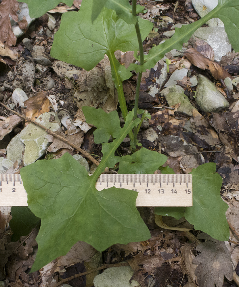 Image of Mycelis muralis specimen.