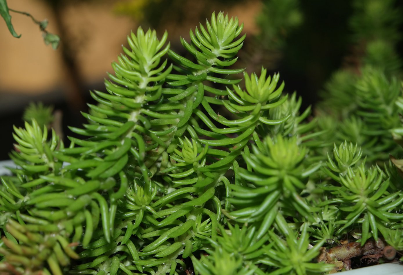 Изображение особи Sedum rupestre.