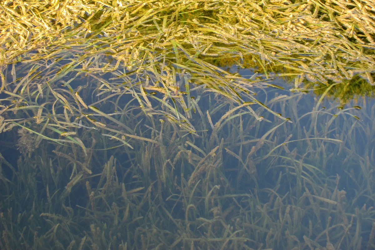 Image of Vallisneria spiralis specimen.