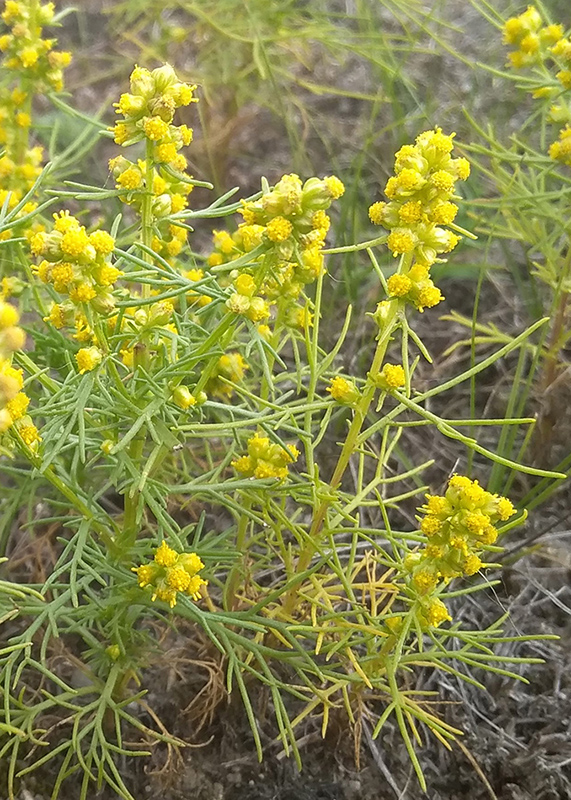 Image of Artemisia palustris specimen.