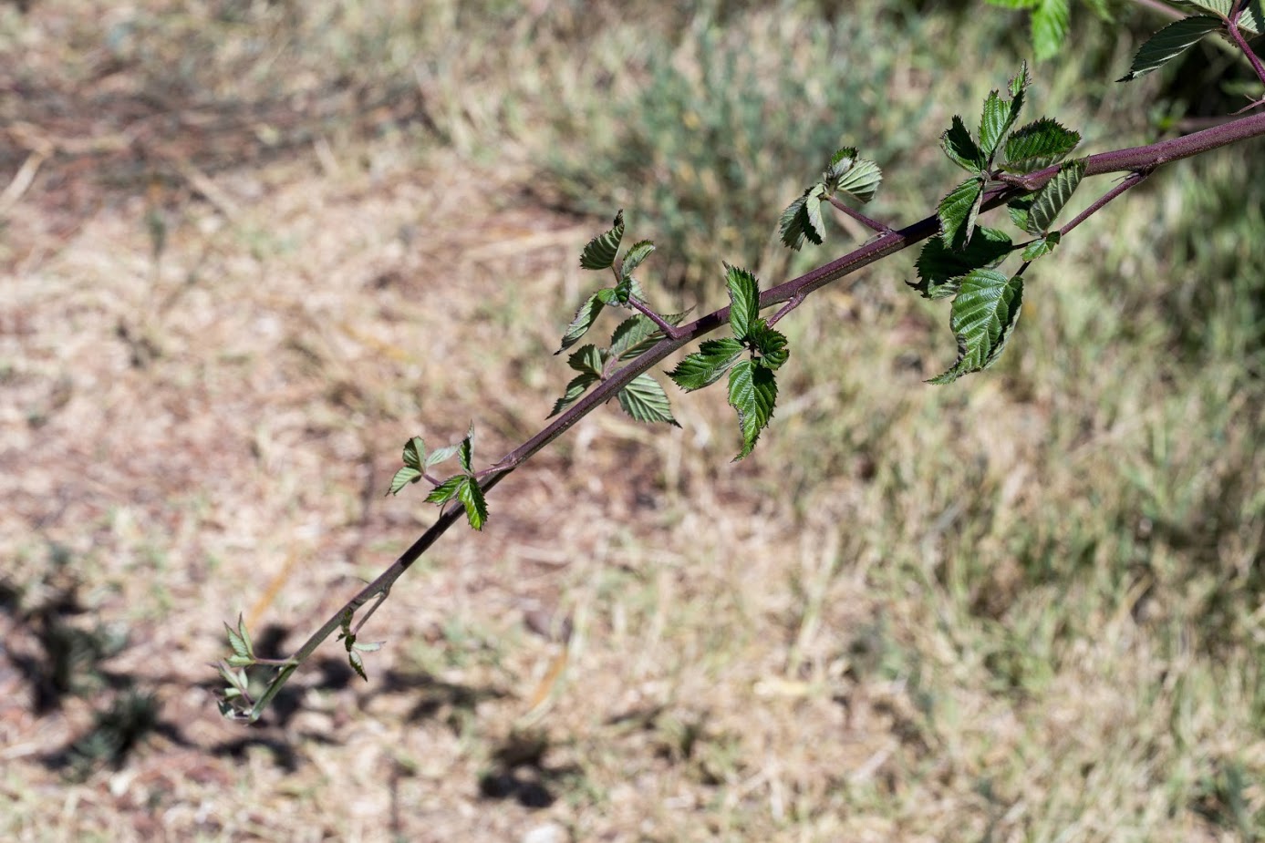 Изображение особи род Rubus.