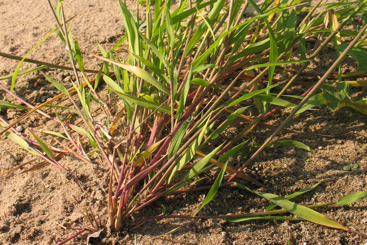 Image of Leersia oryzoides specimen.