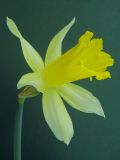 Narcissus pseudonarcissus