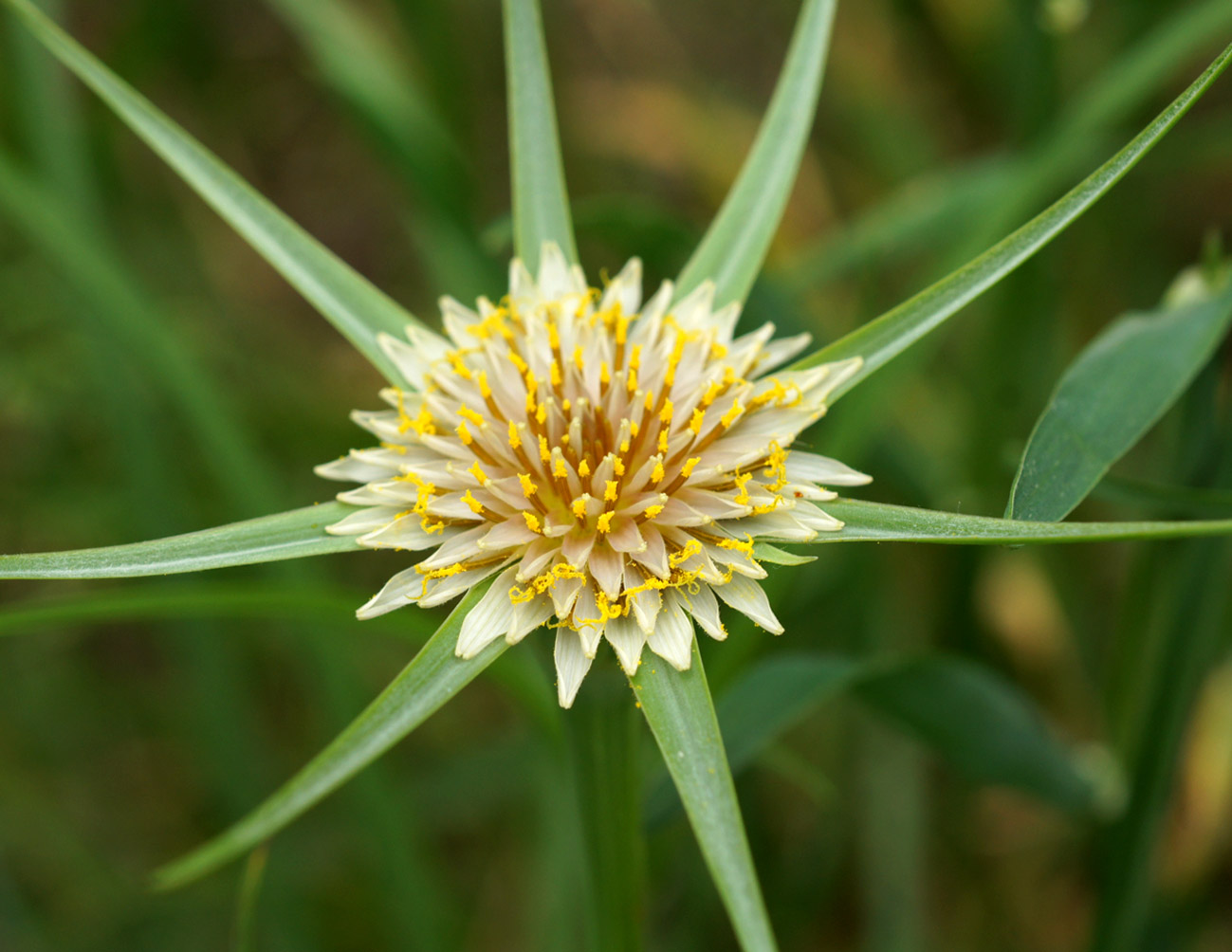 Изображение особи род Tragopogon.