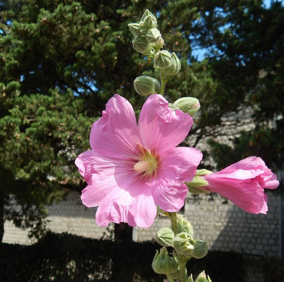 Image of Alcea rosea specimen.