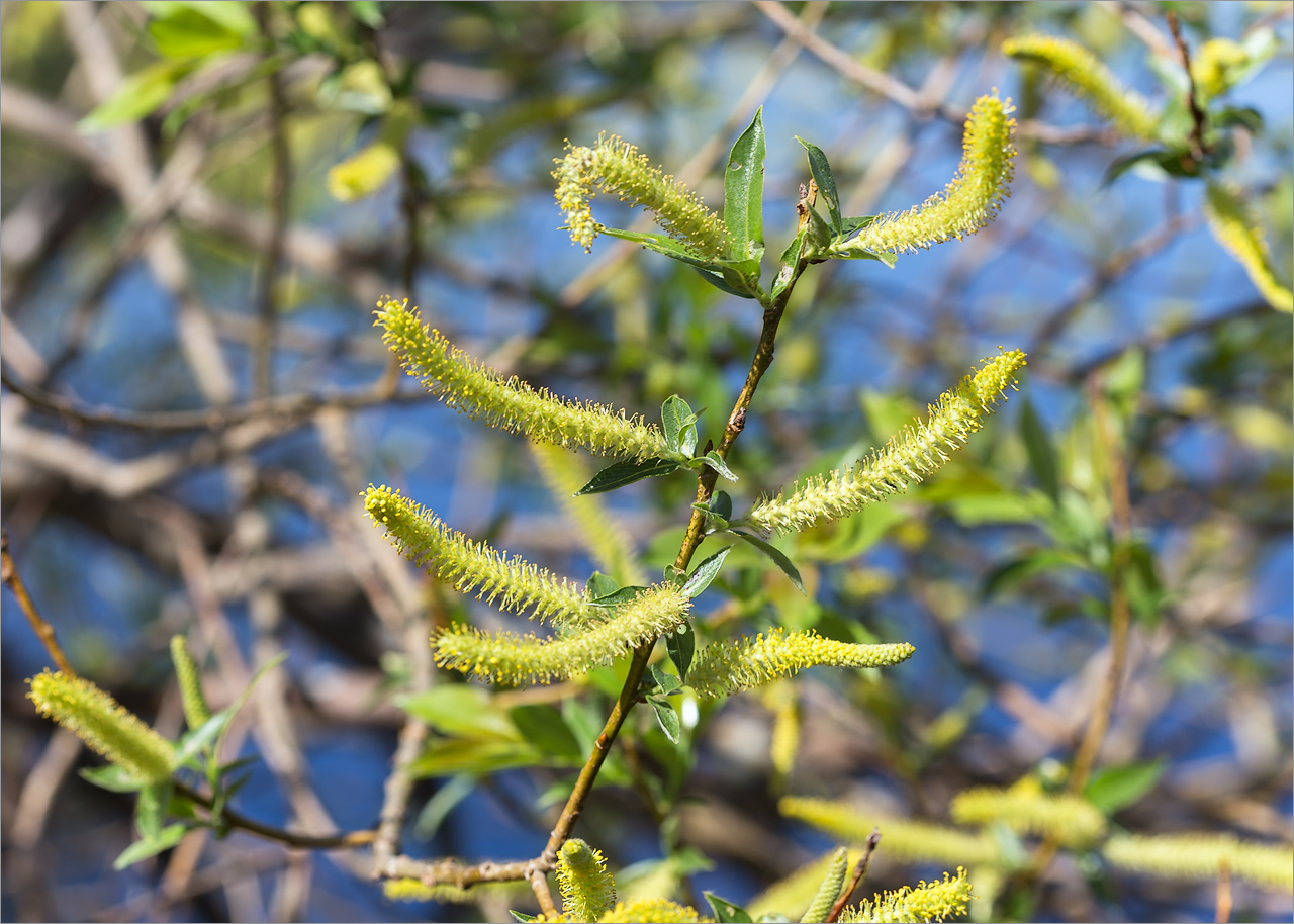 Image of Salix triandra specimen.