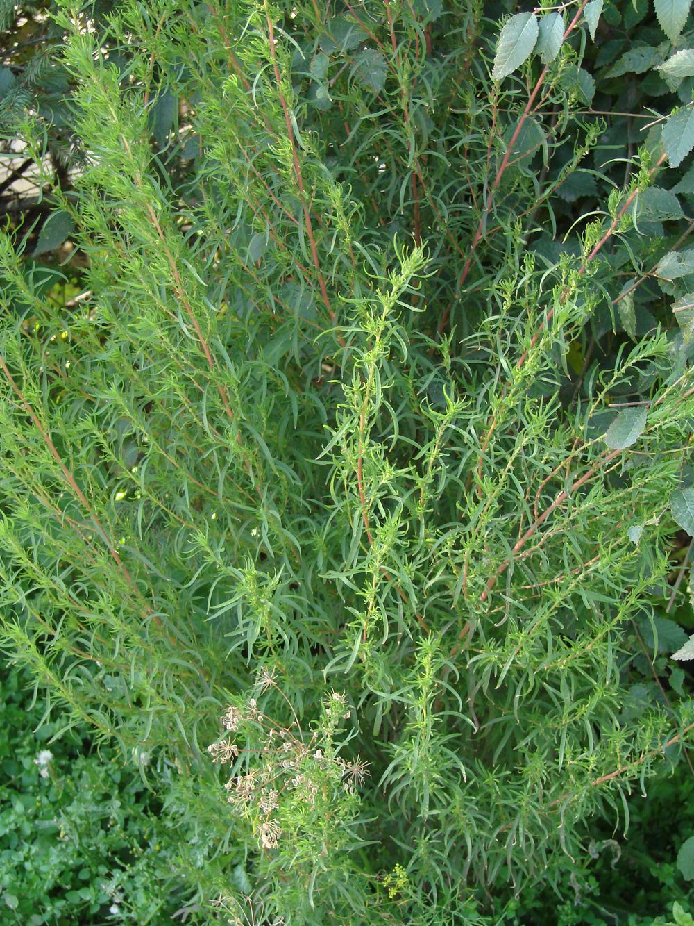Image of Bassia scoparia f. trichophylla specimen.