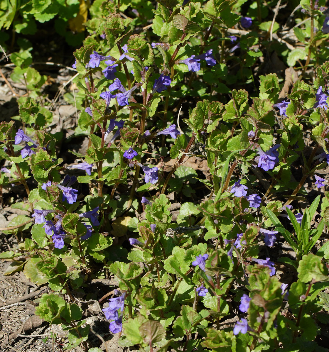 Изображение особи Glechoma hederacea.