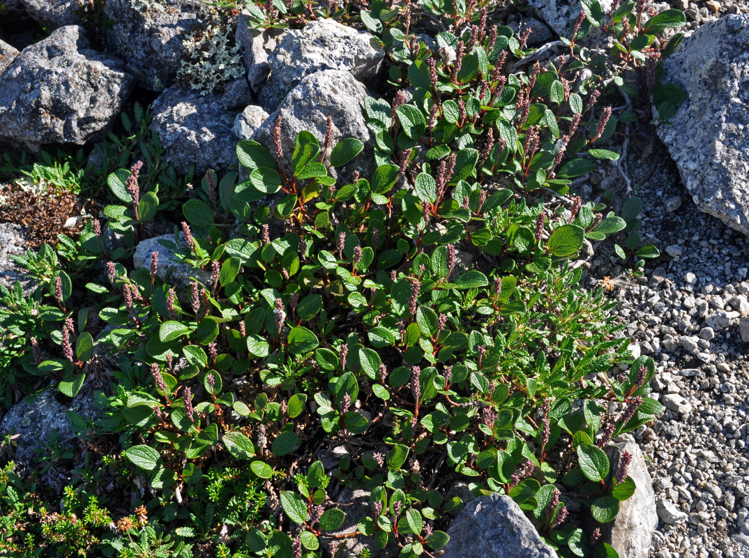 Изображение особи Salix reticulata.