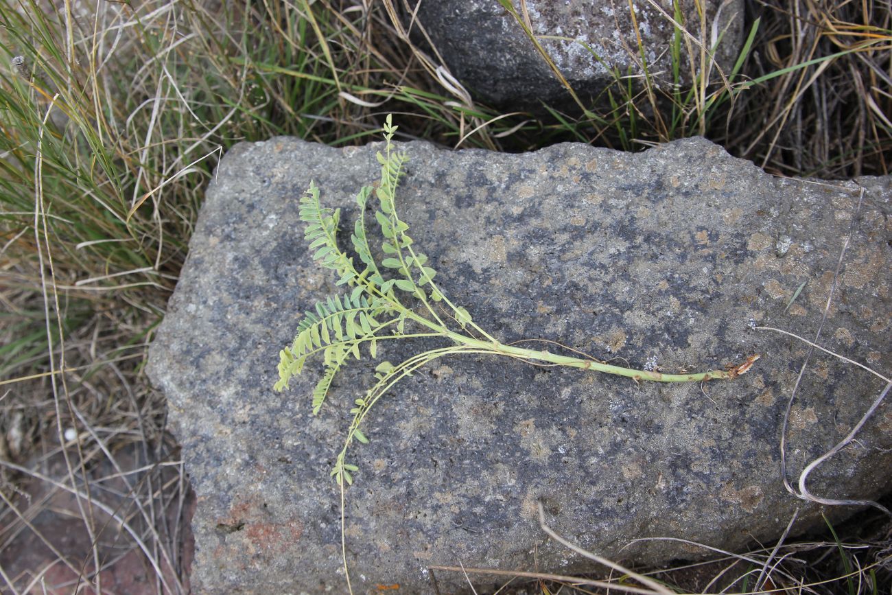 Image of familia Fabaceae specimen.