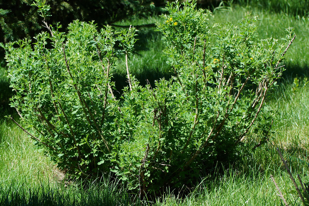 Изображение особи Chamaecytisus ruthenicus.