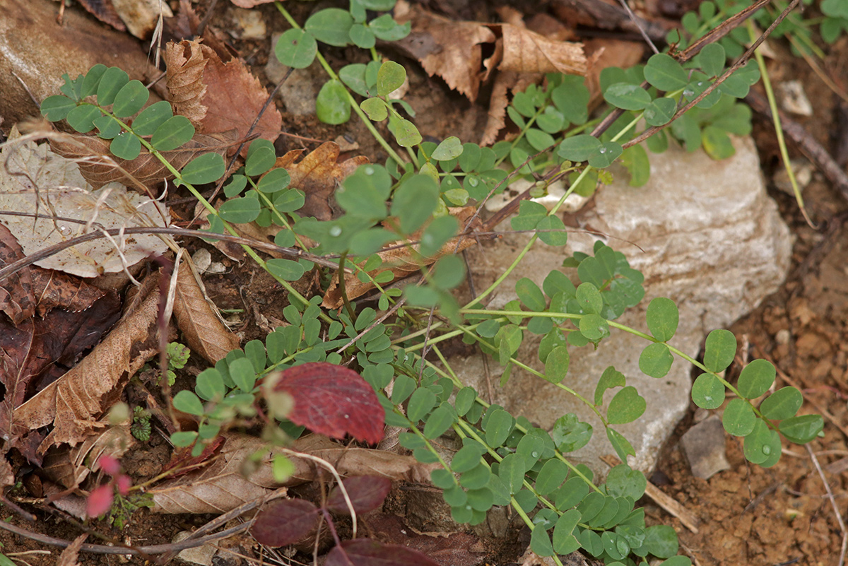 Image of Securigera varia specimen.