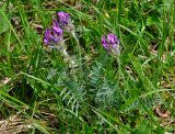 Oxytropis strobilacea. Цветущее растение. Алтай, Катунский хребет, берег оз. Поперечное, ≈ 1800 м н.у.м., луг на опушке хвойного леса. 02.07.2018.