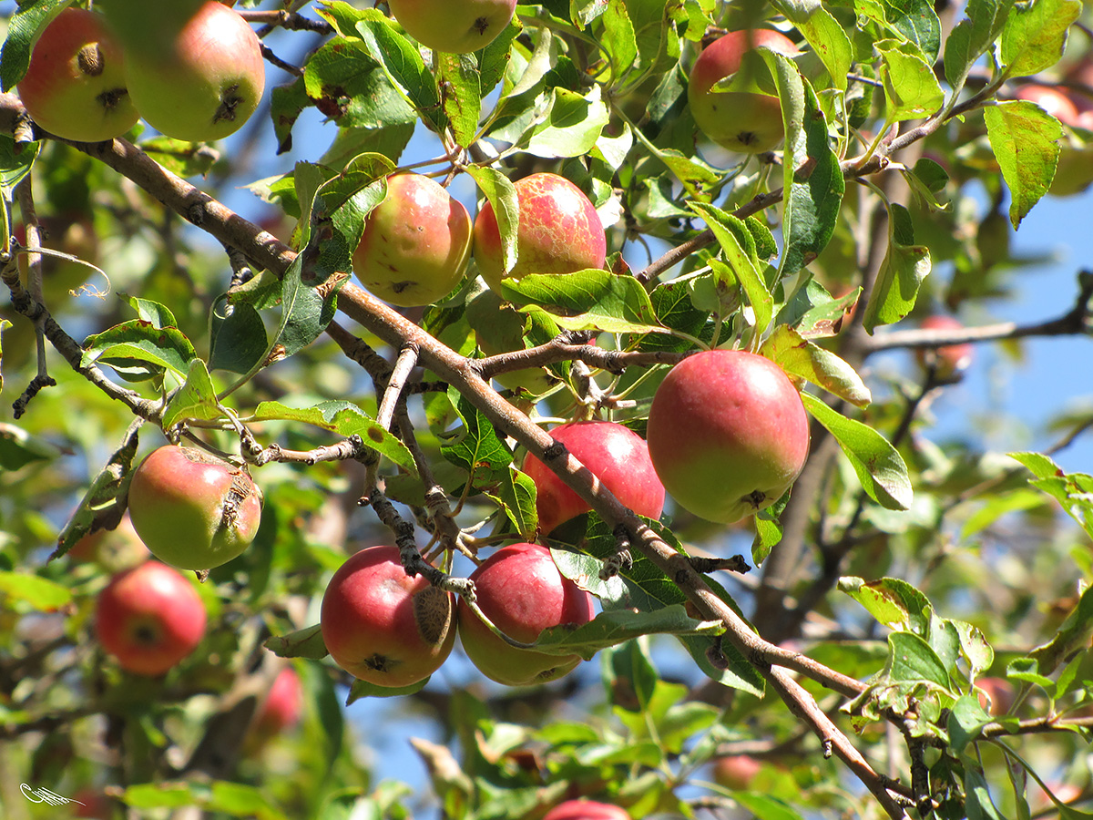 Изображение особи Malus sieversii.