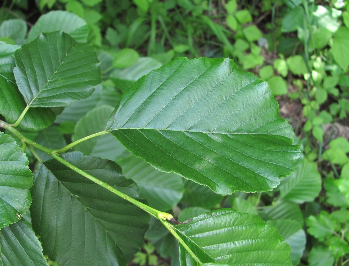 Image of Alnus barbata specimen.