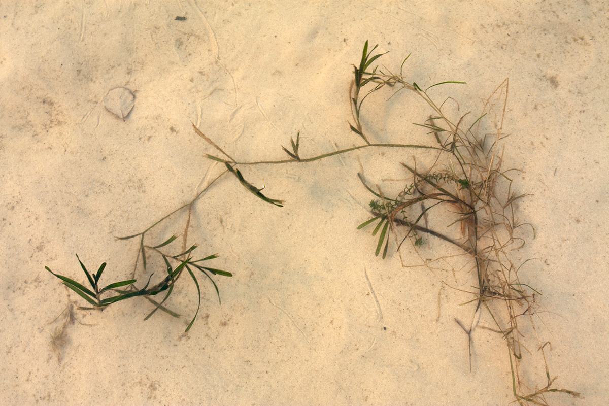 Image of Potamogeton compressus specimen.