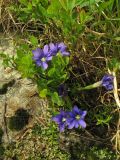 Gentiana laciniata. Цветущее растение. Украина, Закарпатская обл., Раховский р-н, хр. Свидовец, ≈ 1800 м н.у.м., альпийское травянисто-кустарничковое сообщество. 29 июня 2010 г.