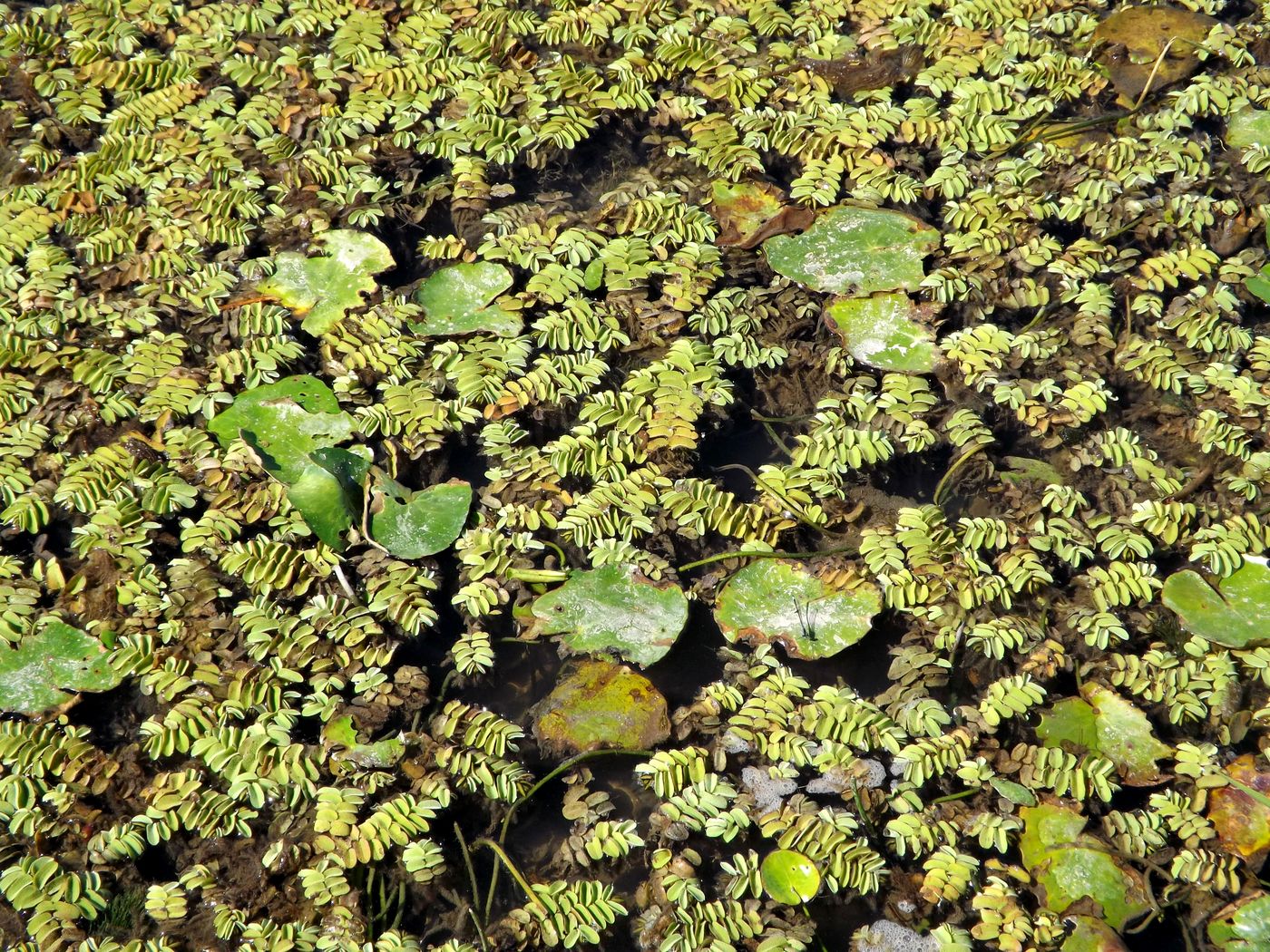 Image of Salvinia natans specimen.