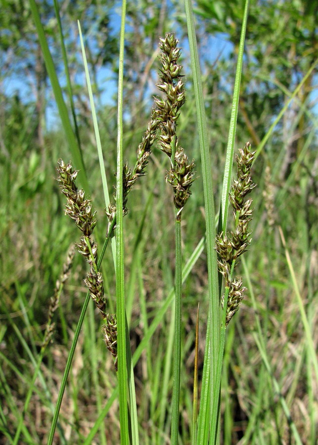 Изображение особи Carex diandra.