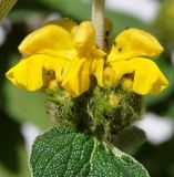 Phlomis lunariifolia